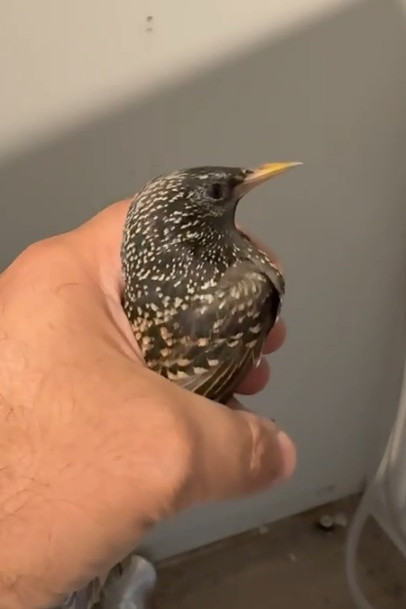 Panda Dryer Vent Cleaning Bird Nest Removal